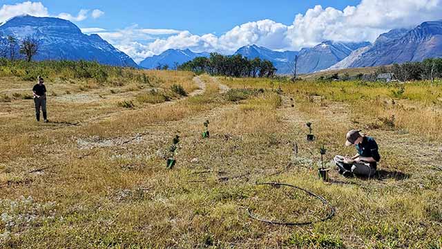 two people monitor tiny limber pine trees in grassy area