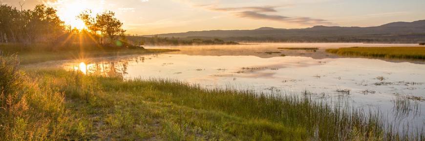 Les poissons nagent dans l'eau