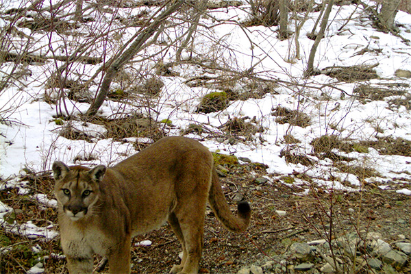 A cougar faces the trail camera