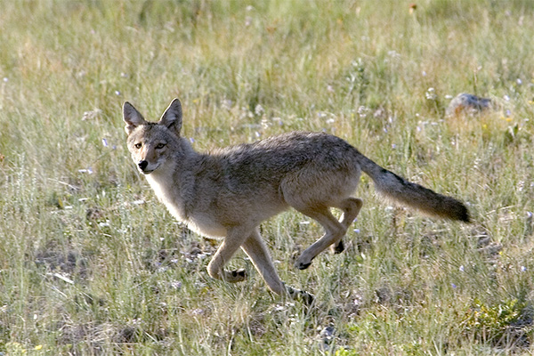 A coyote runs across a field