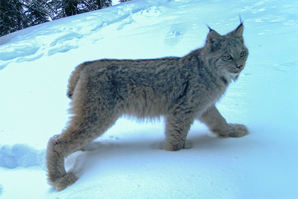 A Lynx walks on top of the thick snow