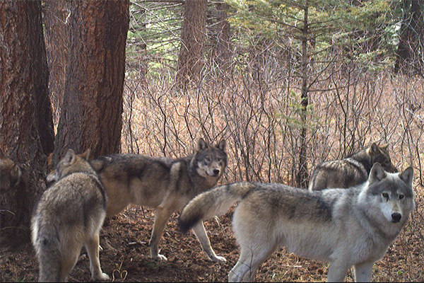 wolves standing in an autumn forest