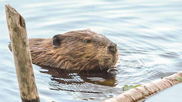 beaver