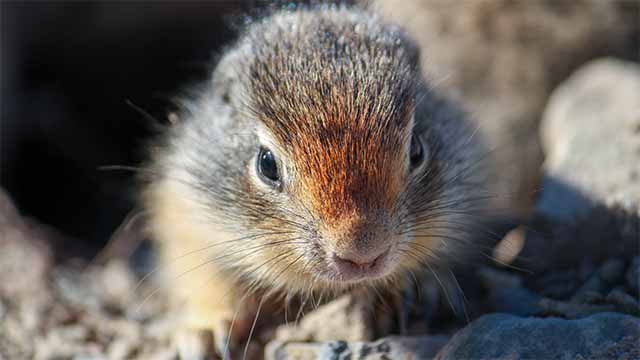 Columbian ground squirrel