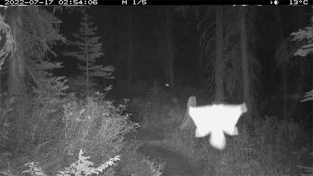 northern flying squirel