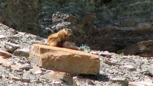 yellow-bellied marmot