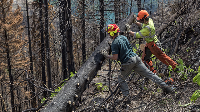 Two workers are pushing a burnt trunk out of the way.