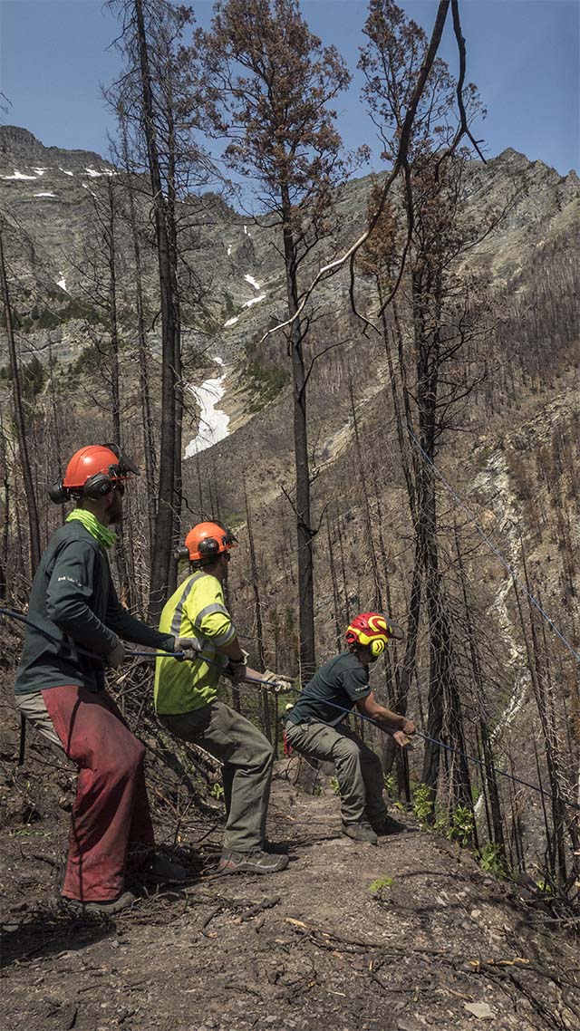 Three workers are using ropes to direct the felling of a burned tree.