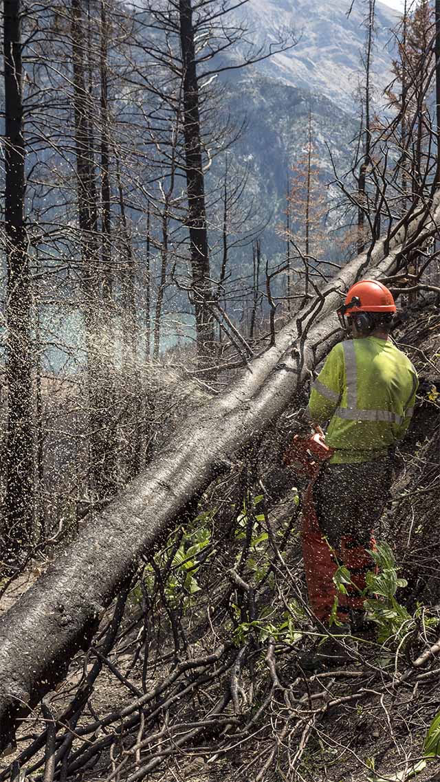 A worker is seen using a chainsaw to cut through a felled tree. 