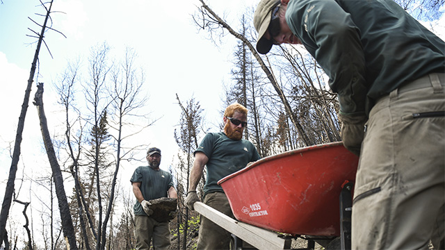 Three Parks Canada staff are using a wheelbarrow to transport rocks.