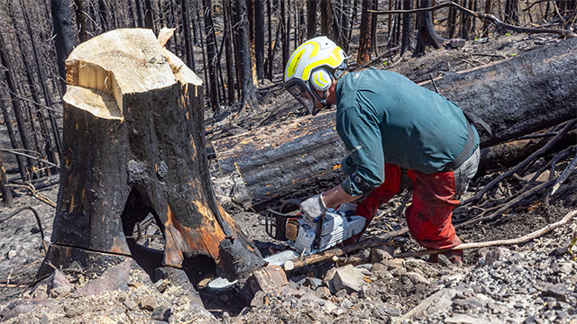 A person wearing safety gear is using a chainsaw on the stump of a tree.