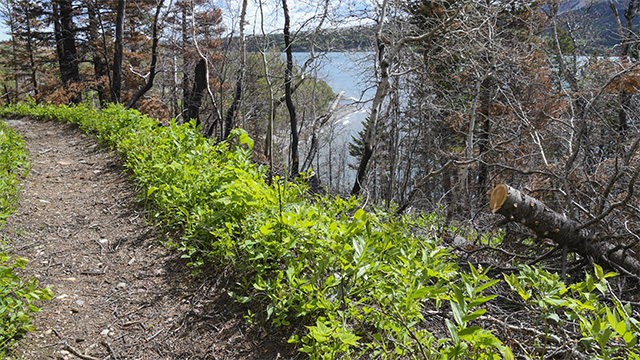 A view of Bertha trail, showing trees fallen over the edge of the cliff, and small green vegetation near the path.