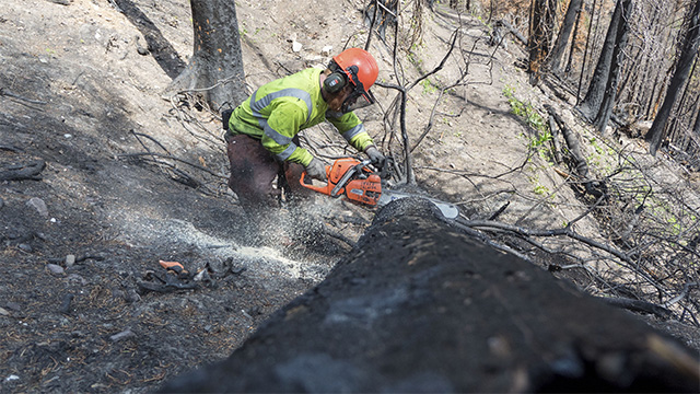 A person wearing safety gear uses a chainsaw on the base of a fallen tree.