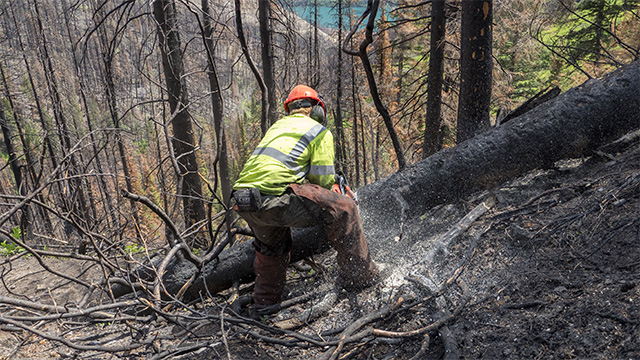 A person is using a chainsaw to cut through a fallen tree.