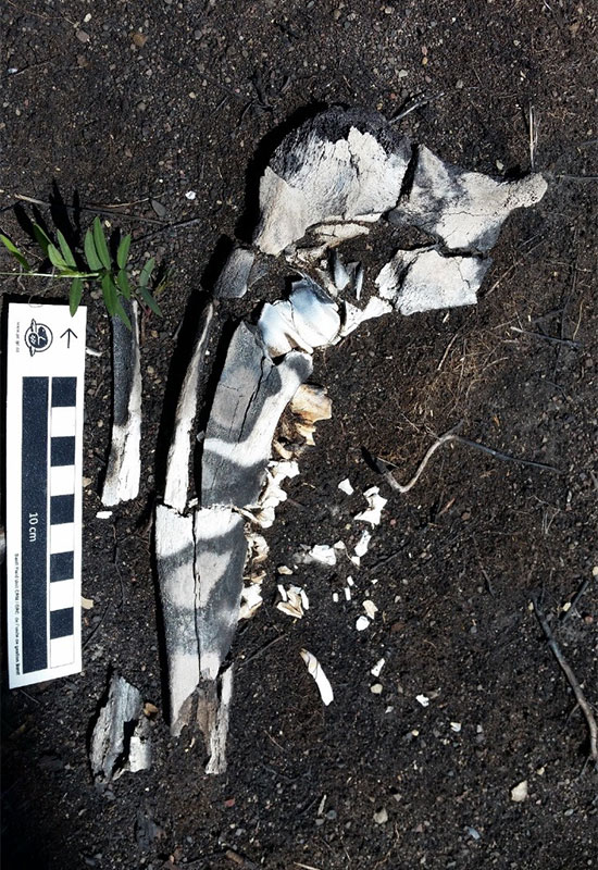 Part of bison jaw