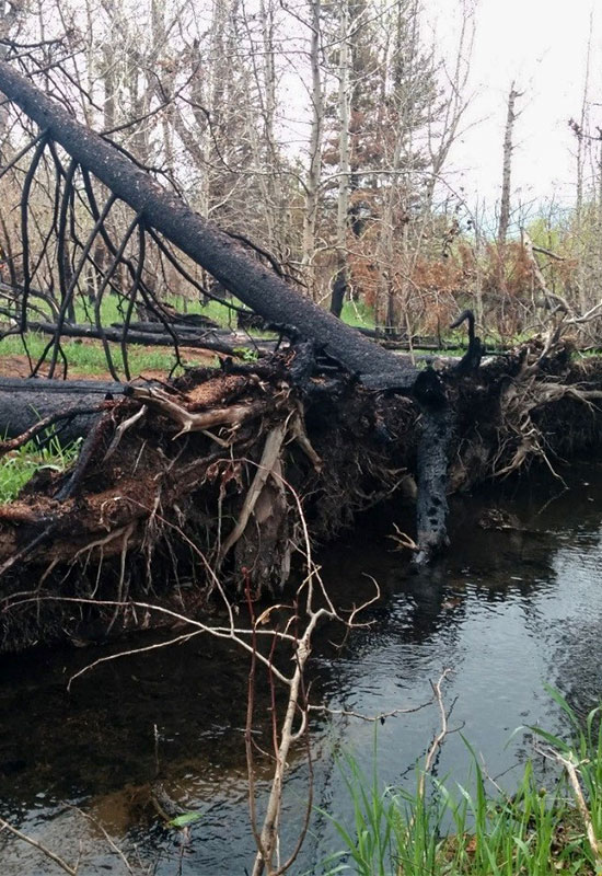 Burnt tree roots