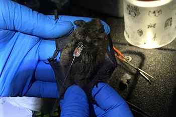 Attaching a radio tag to bat