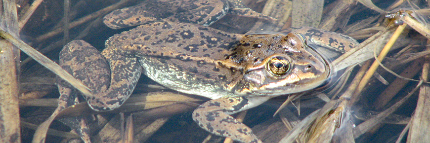 Columbia Spotted Frog