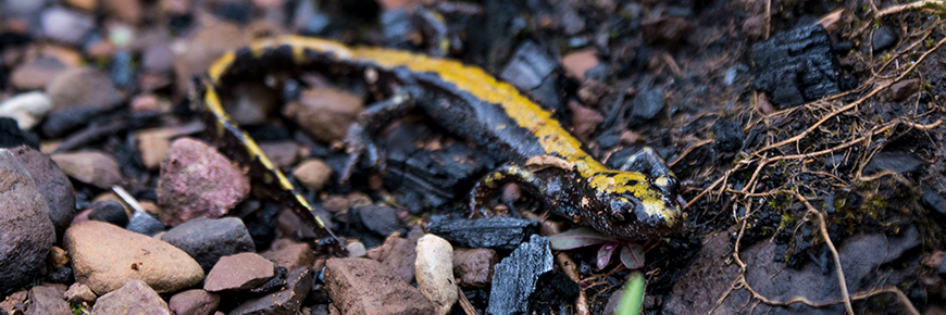 Long-toed salamander