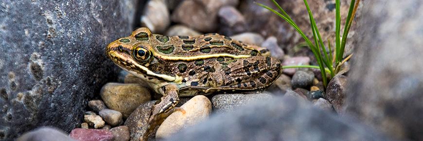 Striped boreal chorus frog