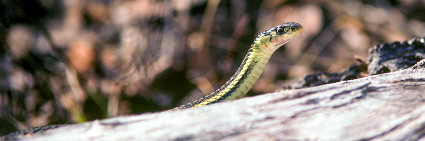 red sided garter snake