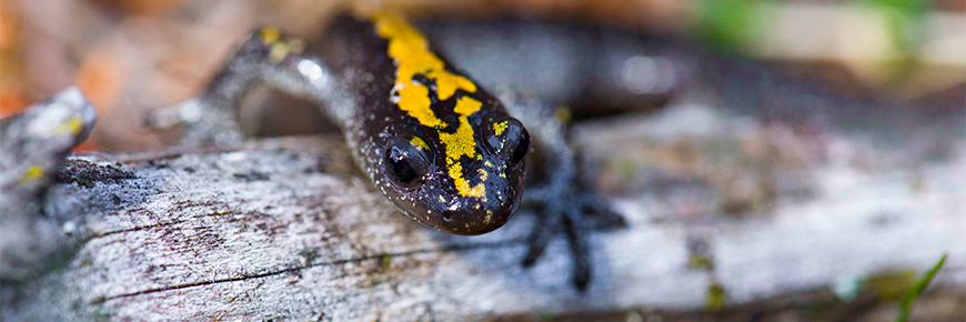 A salamander sits on a piece of wood