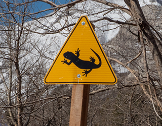 A yellow sign depicting a salamander
