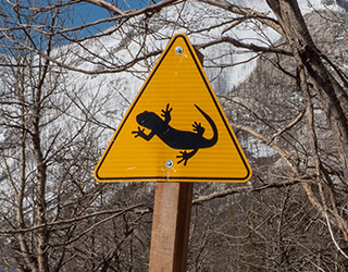 Un panneau jaune représentant une salamandre