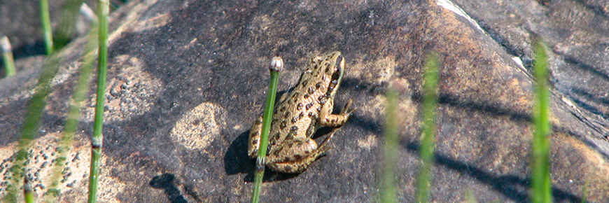 Striped boreal chorus frog