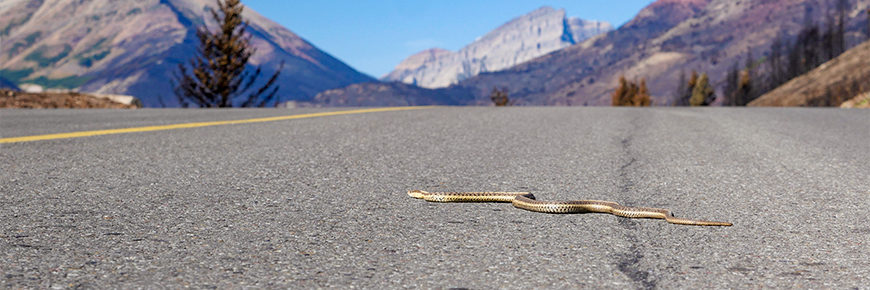 A wandering garter snake crosses a highway