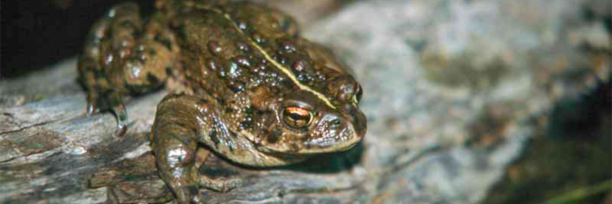 A western toad sits on a log