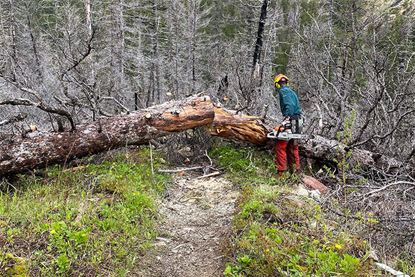 Person cuts a tree with a chainsaw