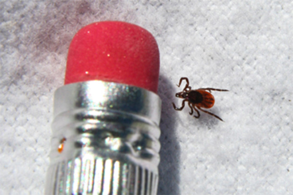 a tick next to a pencil eraser