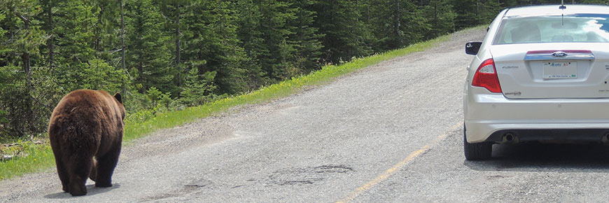 A black bear walks by a stationary car