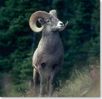 Bighorn sheep grazing on a hillside