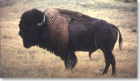 Close up image of male bison