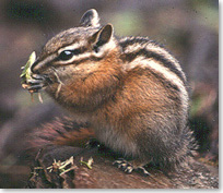 Chipmunk eating a plant