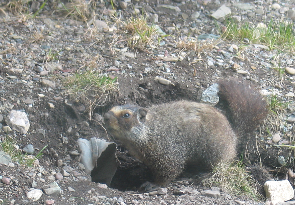 Yellow-bellied marmot