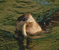 River Otter