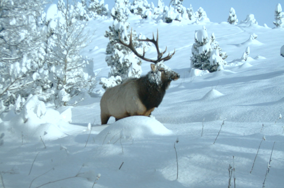 Elk