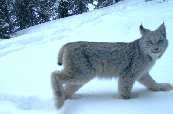 Canada Lynx