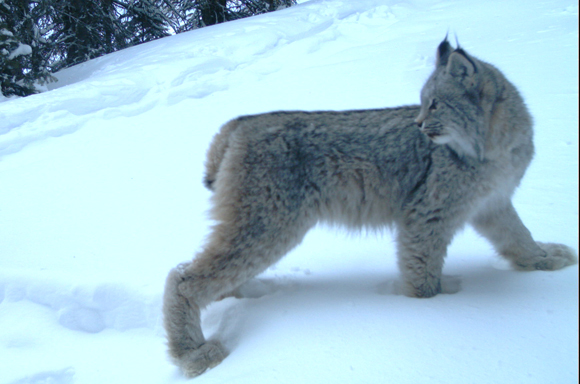 Canada Lynx