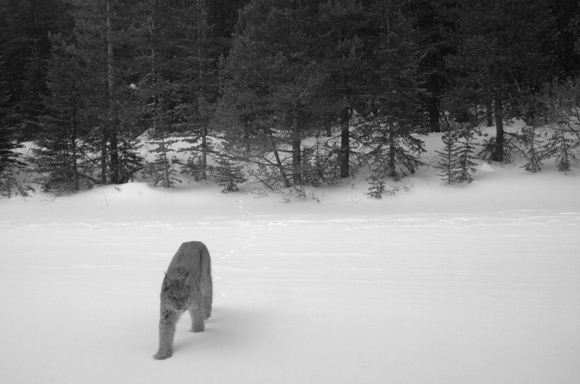 Canada Lynx