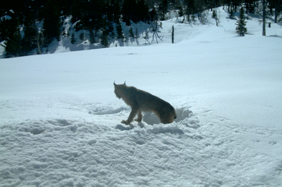 Canada Lynx