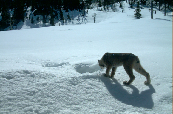 Canada Lynx