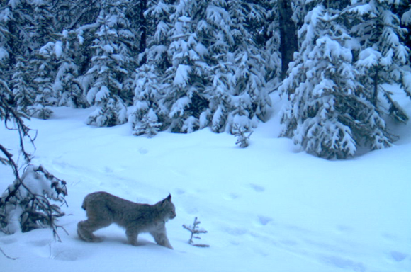 Canada Lynx