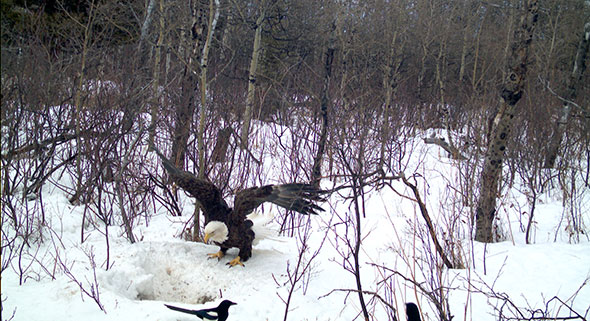 Bald Eagle