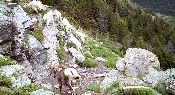 Bighorn sheep and mountain goats