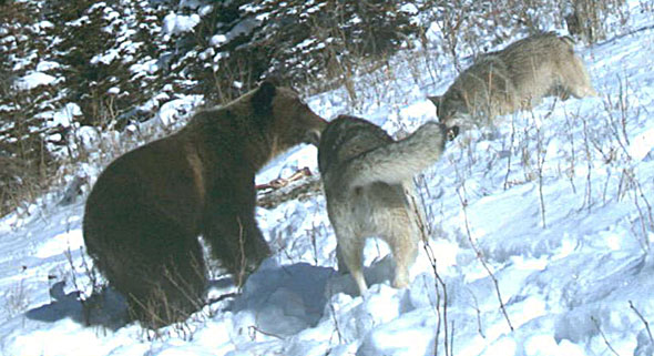 Grizzly bear and wolves