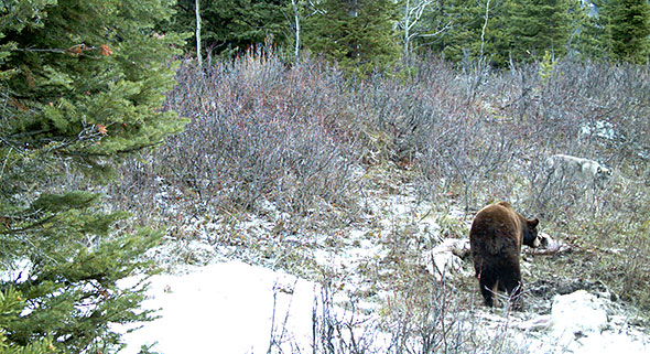 Brown black bear and wolf